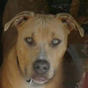 Meet your Posher, Liberty